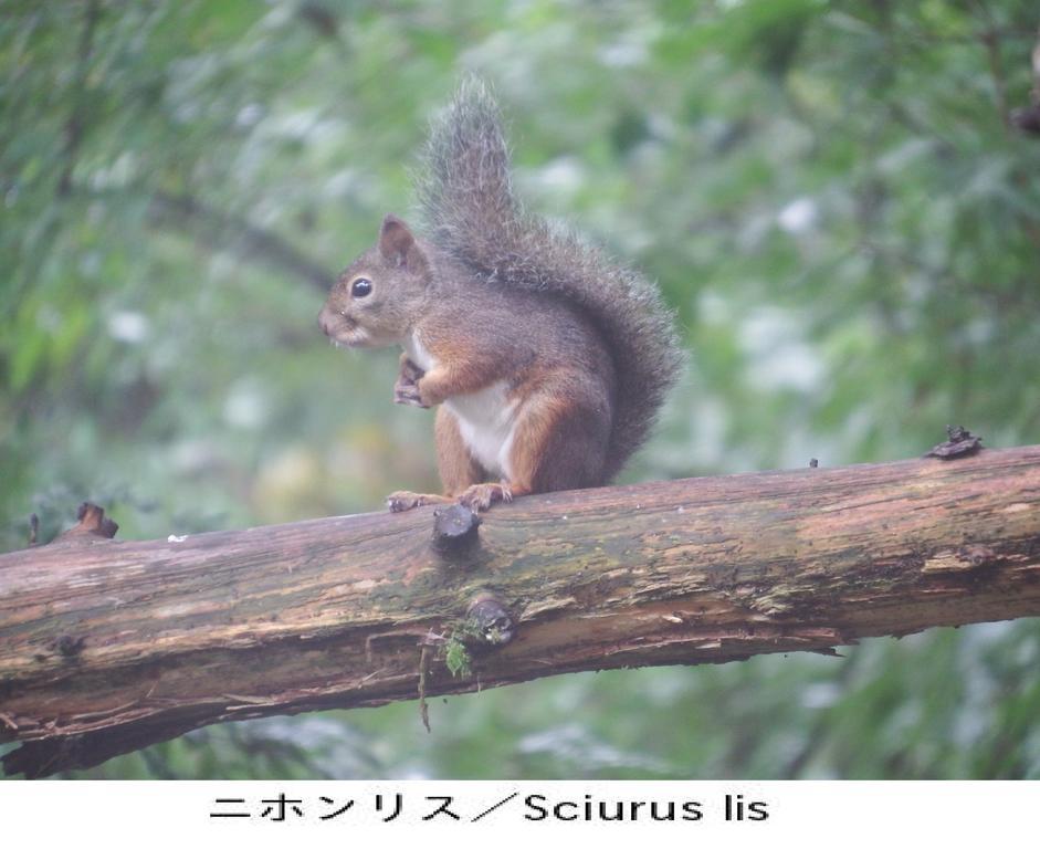 Pension Country Diary Yamanakako Bagian luar foto